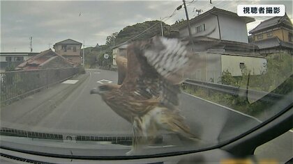 【衝撃】千葉の海辺で“トビ”が車のフロントガラスに激突！低空飛行の理由とは？トビ被害に悩む住民たち