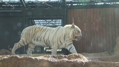 ガラス一枚越しで観察できるいしかわ動物園のホワイトタイガー　トレーニング姿もかわいい！の声【石川発】