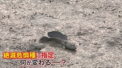 愛嬌ある表情 食べても美味    有明海に生息するムツゴロウ  レッドリスト最新版に掲載    15年前と比べ30%減少 【福岡発】