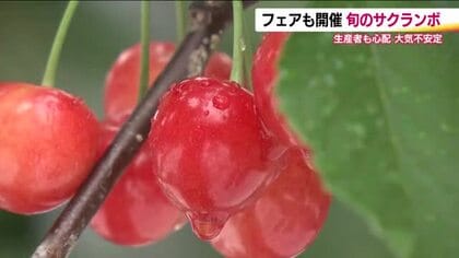今年は豊作に！？　フルーツ王国・福島　トップバッターのサクランボが収穫最盛期　農家は好天願う