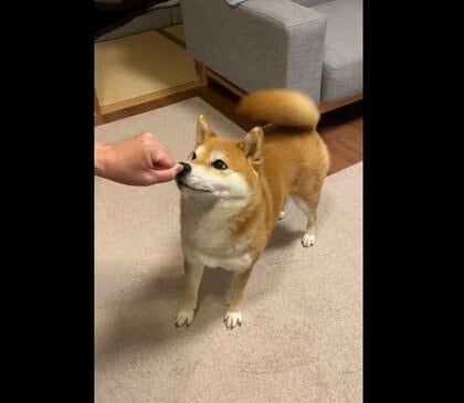 手を「グーパー」するだけで大はしゃぎの柴犬がかわいい…どんな遊びだと思っているの？飼い主に聞いた