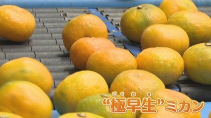 “早生ミカン”の出荷がピーク 生産農家を変えたブランド品種『北原早生』も ミカン生産農家｢出来は過去最高｣ 【福岡発】