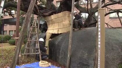 石割桜　冬の装いに　職人が雪囲い作業　岩手県盛岡市