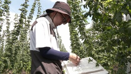 ビール大好き！27歳女性が“ホップ農家”に転身　3年後の新規就農目指して研修中　「地域の魅力発信し仲間増やしたい」課題解決にも意欲