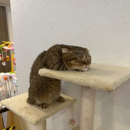 「もうちょっとだよ～！」キャットタワーに登る途中でバテた猫の表情がかわいい…ぐったり具合が“疲れたサラリーマン”みたい