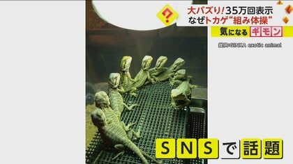 【トカゲEXILE】円を描くように重なる9匹がSNSで大バズり！「Choo Choo TRAIN」ポーズも披露