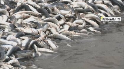 イルカが追い込んだ？イワシ大量漂着　海岸300mを覆い尽くす…「絶対新鮮」も持ち帰りNG