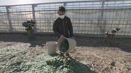出荷調整という名の廃棄…会席料理など彩る「菊の葉」宴会需要減り生産農家に危機「1年位捨て続けてます」