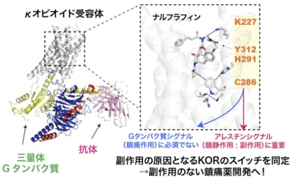 κオピオイド受容体バイアスドシグナリングに関与する分子スイッチを同定