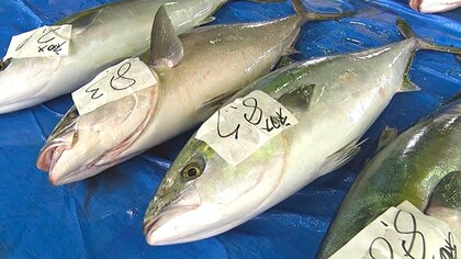 冬の味覚“寒ブリ”水揚げピーク！全国的には“超豊漁”も新潟・佐渡では“不漁”…海水温上昇で寒ブリの回遊ルートに変化！？