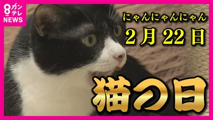 「にゃんにゃんにゃん」で猫の日　大阪初の譲渡ネコ紹介コーナーがオープン　『にん・にん・にん』で忍者も登場