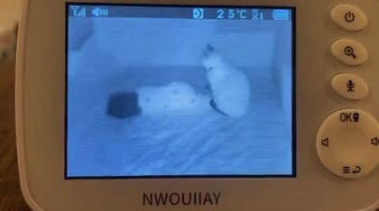 「家族と認めた奇跡の瞬間」赤ちゃんを見守る“お兄ちゃん猫”…その後は添い寝も？モニター越しの状況が尊い