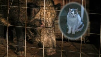 ネコのエサに誘われて?イノシシが街に出没…住民困惑 「野生動物が味をしると元に戻れない」猟師【静岡発】