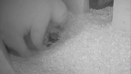 モモの赤ちゃん1頭死んだか　1日以上鳴き声や動き確認されず　男鹿水族館GAOで4日に誕生　秋田