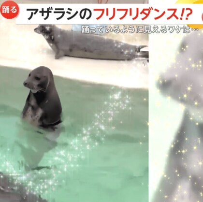 直立！アザラシがフリフリダンス！？踊っているように見えるワケは…実は“休憩中”　北海道・小樽市「おたる水族館」