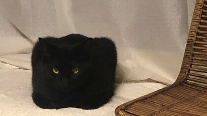 “四角い物体”の正体は猫!? 飼い主が「思わず二度見した」体勢を図解してみた