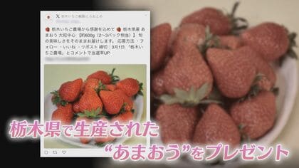 いちご　AとB 3月6日 最終のご案内】深作農園のいちご狩りは5/6（祝）まで毎日開催 -いちご 鉢花