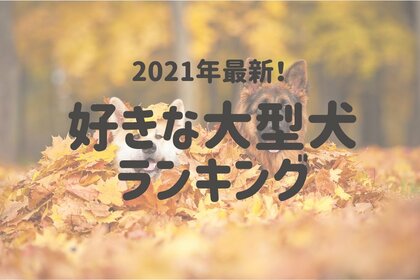 21年最新 人気の大型犬は 好きな大型犬種ランキング 一位