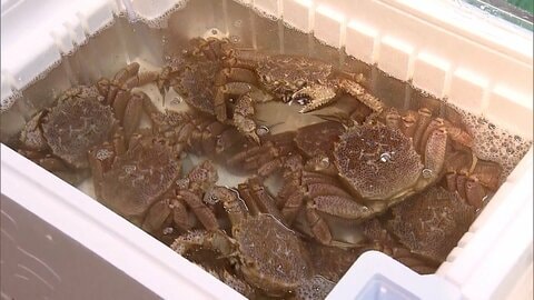 「毛ガニ」異例の豊漁で“お手頃価格”に　鮮魚店社長「しかも質がいい」