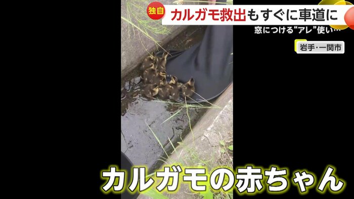 あたふたとするカルガモたち(FNN投稿サイト「ビデオPost」)