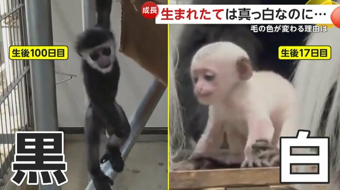 毛色が黒くなったイエモンくん(日本モンキーセンター)