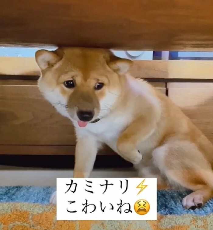 雷におびえるとらくん