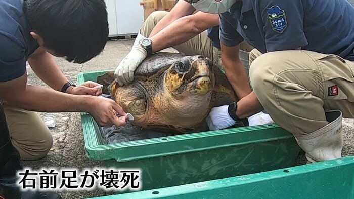 保護したのは、瀕死のウミガメ