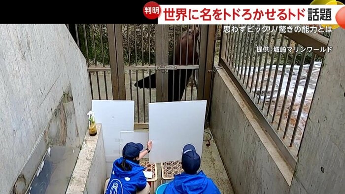 飼育員が立つ動作を覚えて「GO」の合図で再現するハマ