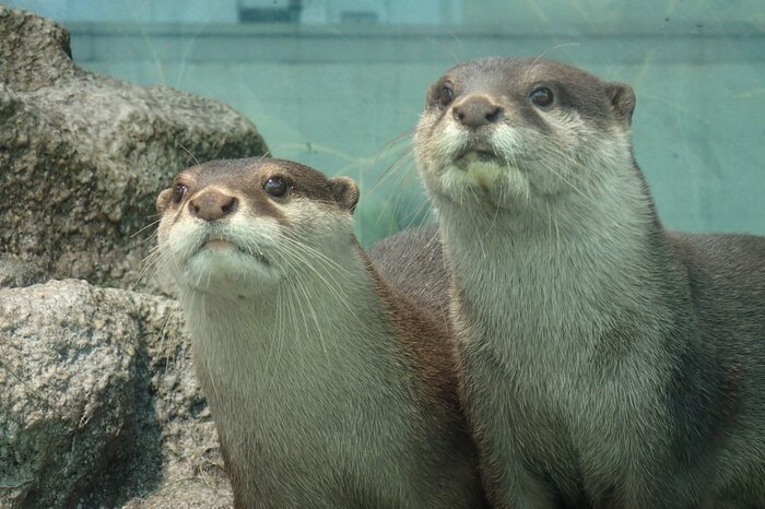 コツメカワウソ(提供:サンシャイン水族館)