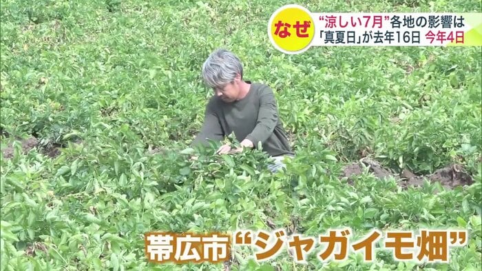 思いがけない涼しさを喜ぶ帯広市のジャガイモ畑