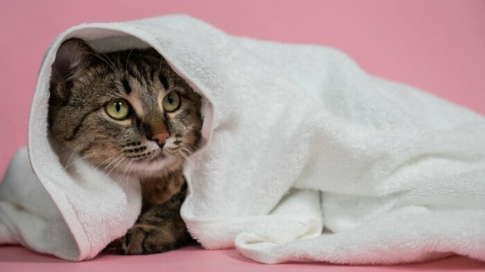 （画像はイメージ）