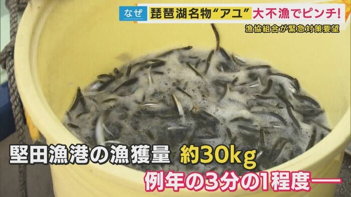 アユ