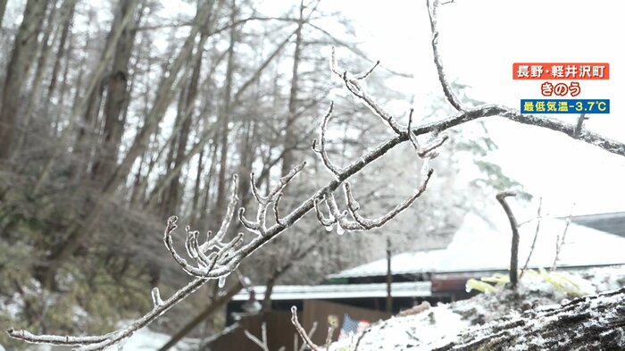 倒れた木の枝が氷に覆われている