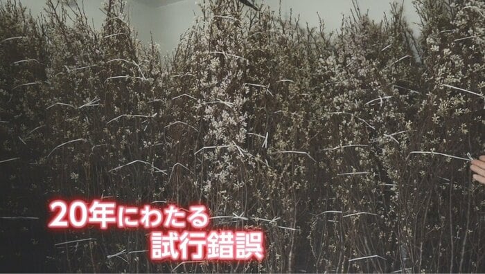 専用施設内の桜