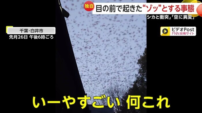 鳥の大群が空を埋め尽くす様子(FNN投稿サイト「ビデオPost」)