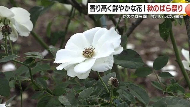 「かのやばら祭り2025秋」は2025年11月いっぱい開催