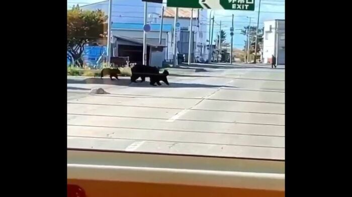 幼稚園バスの前に現れたクマ(撮影:視聴者)