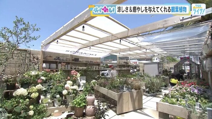 広島市佐伯区の園芸店「Soraniwa広島楽々園店」