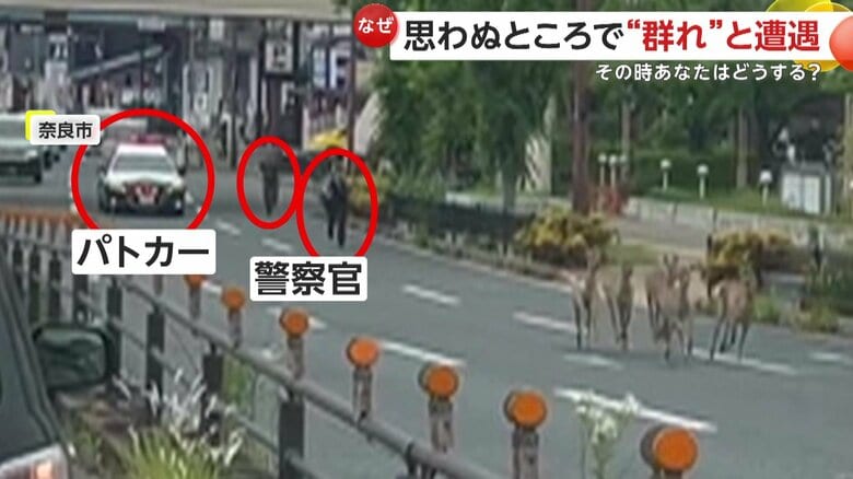 シカ5頭をパトカーが追跡！奈良公園付近の車道を疾走…茨城・鹿嶋市で海岸にイワシの大群も「歩くと踏んじゃうくらいの量」｜FNNプライムオンライン