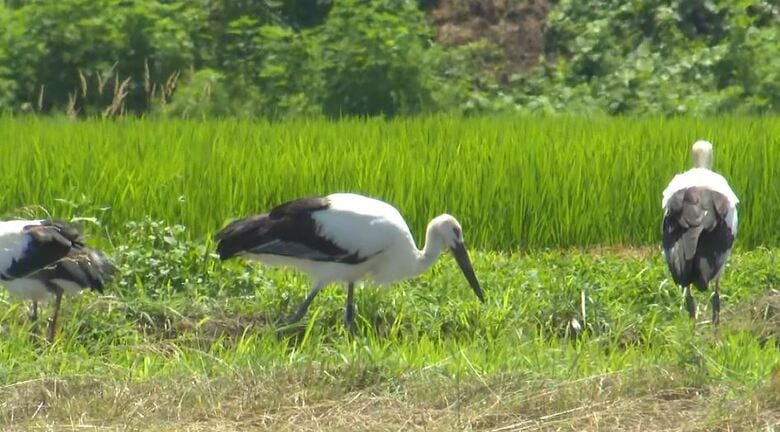 コウノトリ3羽が佐久の水田に飛来　4月に上越で生まれた個体か　目撃した住民「珍しい」｜FNNプライムオンライン