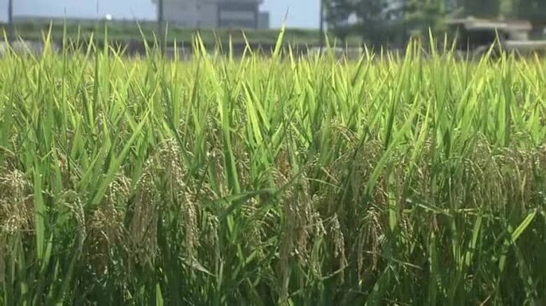 25年産米の予想収穫量 福井県内は前年より7100トン増 気候変動で見直された新指標では平年値を上回る103に|FNNプライムオンライン