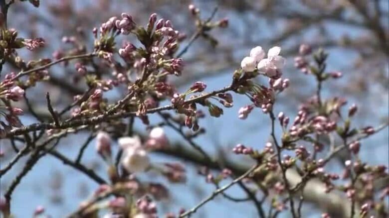 秋田市でサクラが開花　秋田地方気象台が発表　観測史上3番目の早さ　11日ごろに満開か｜FNNプライムオンライン