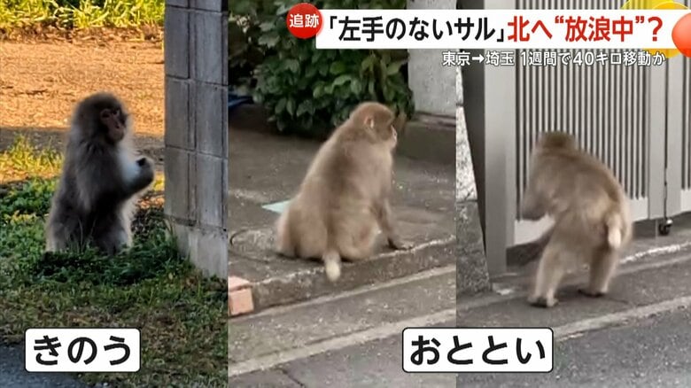 “左手のないサル”東京から1週間で約40km北上か…「これテレビでやってるやつ？」埼玉・鴻巣市や桶川市などでも目撃情報｜FNNプライムオンライン
