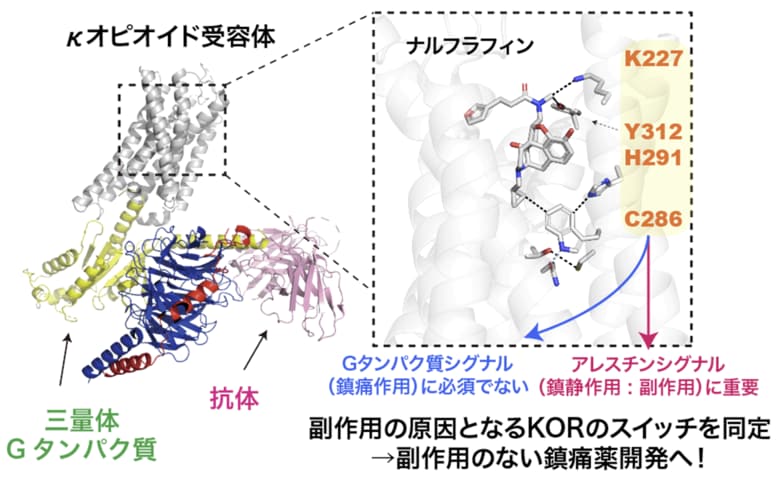κオピオイド受容体バイアスドシグナリングに関与する分子スイッチを同定