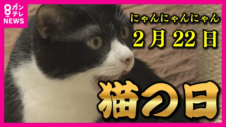 「にゃんにゃんにゃん」で猫の日　大阪初の&quot;譲渡ネコ&quot;紹介コーナーがオープン　『にん・にん・にん』で忍者も登場｜FNNプライムオンライン