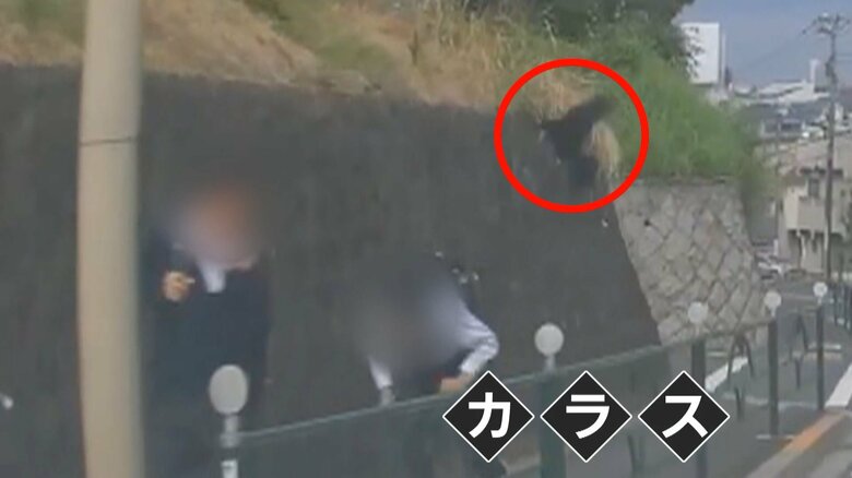 【危険】カメラが捉えた凶暴化したカラスが2人組や自転車の女性を襲う瞬間…ヒナを育てる時期には注意　東京・国分寺市｜FNNプライムオンライン