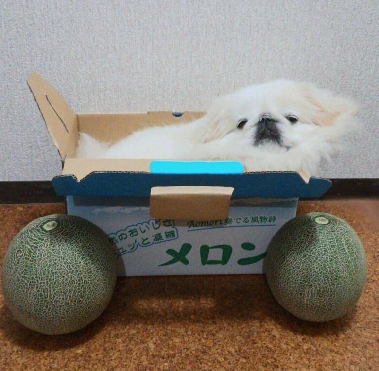 提供：うにたんさん