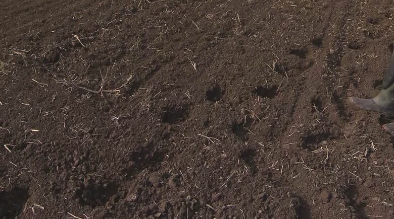 クマのものとみられる足跡