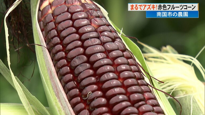 赤いフルーツコーンの糖度は15度程度