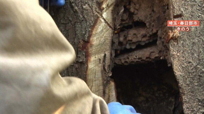 木の幹の中にできた巣